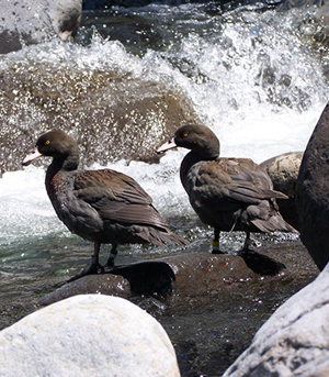 Native Blue Ducks